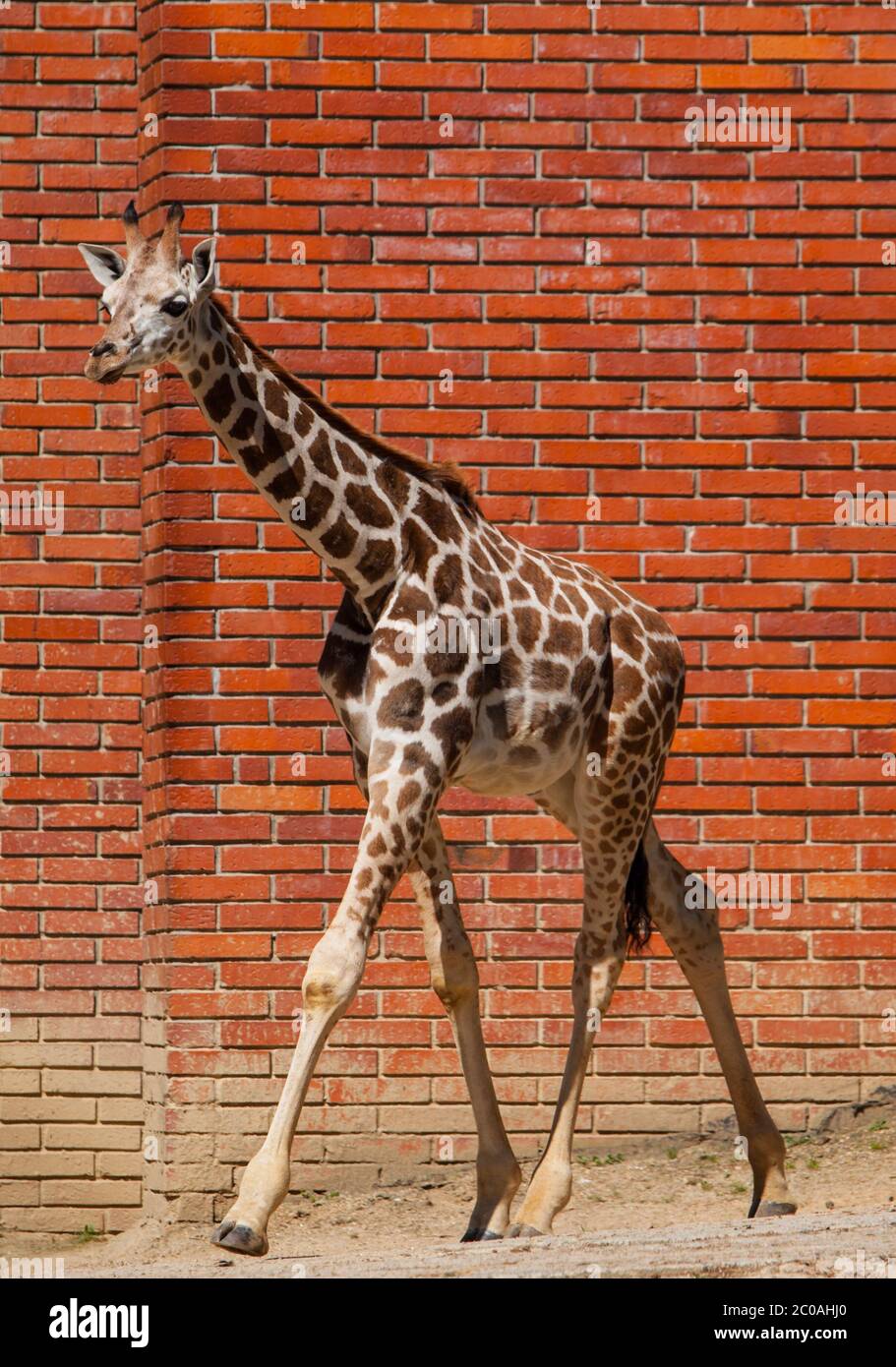 Young girafe in front of the brick wall Stock Photo
