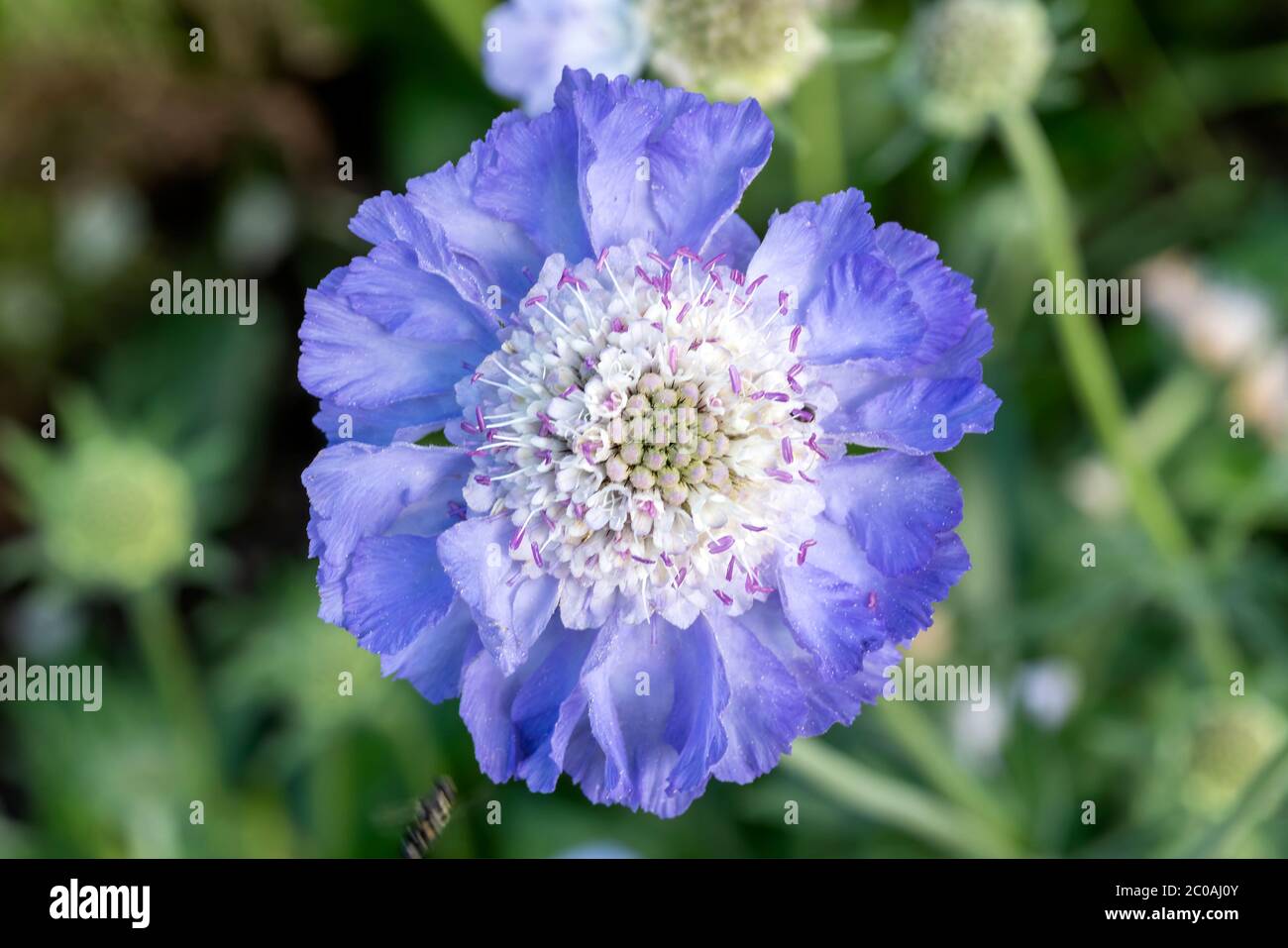 Scabiosa caucasica a blue herbaceous perennial spring summer flower