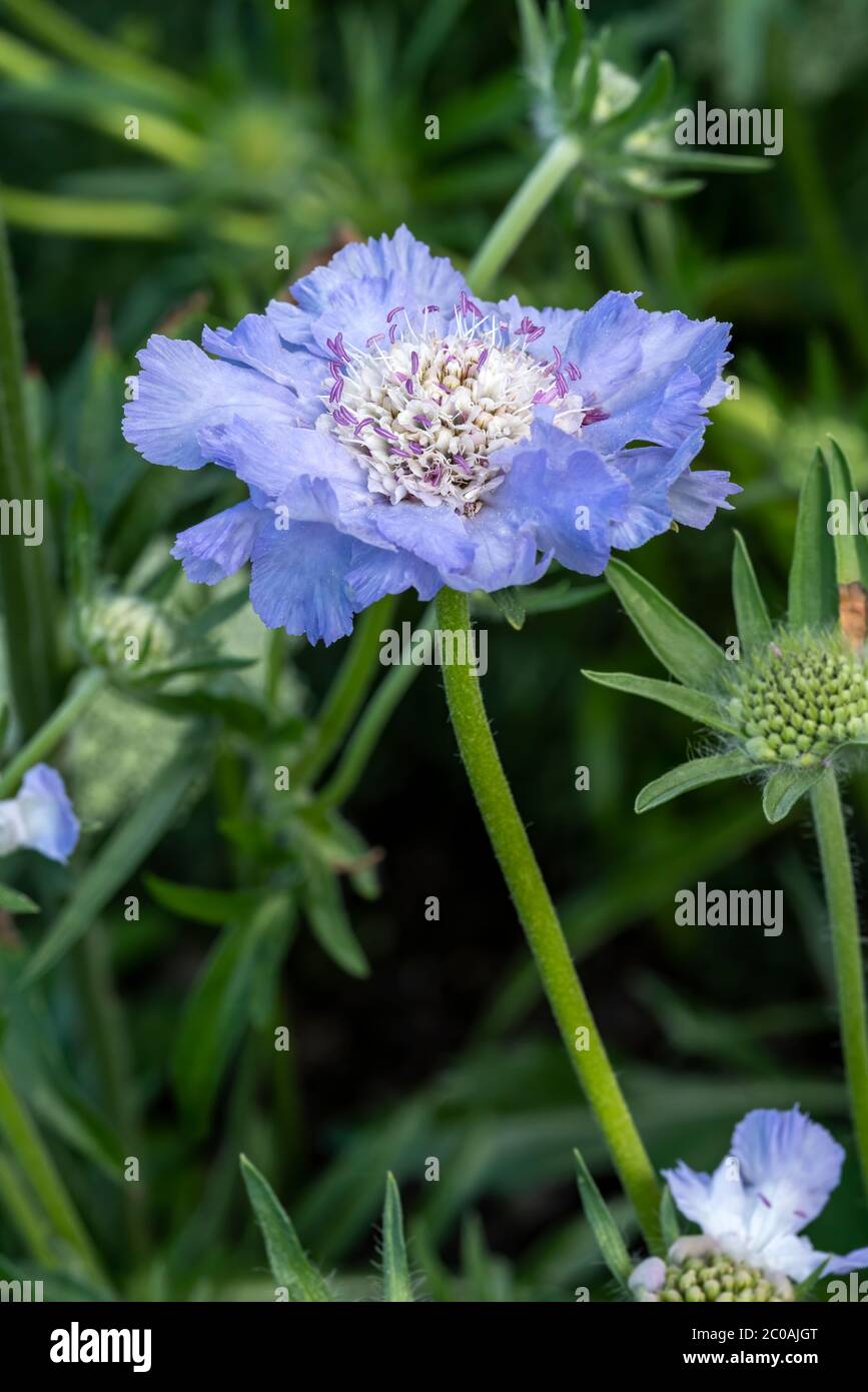 Scabiosa caucasica a blue herbaceous perennial spring summer flower