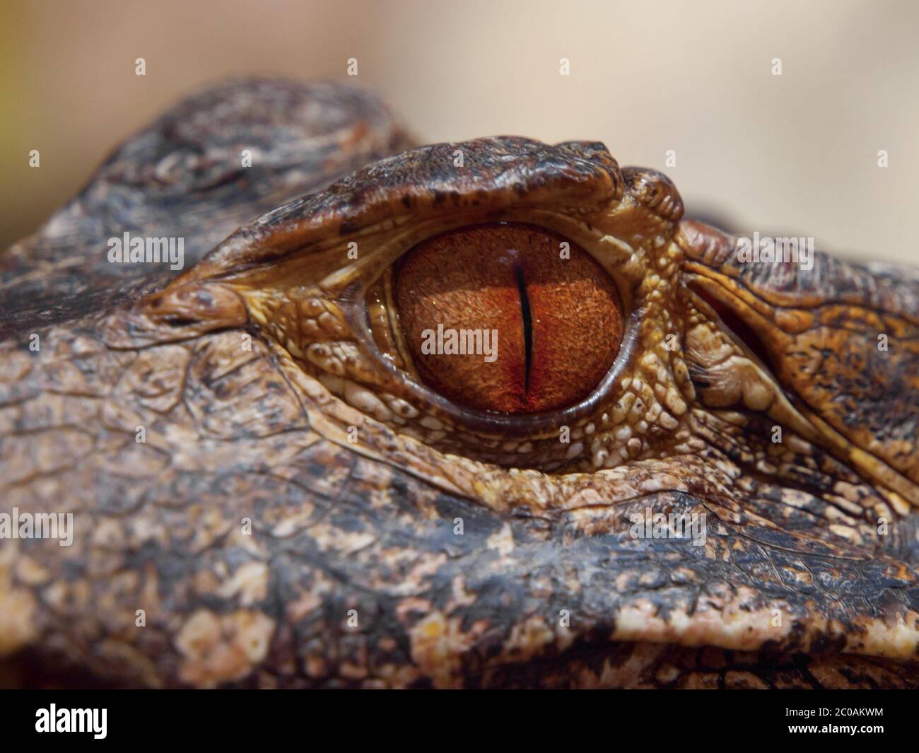 Brown eye of caiman in close-up view Stock Photo