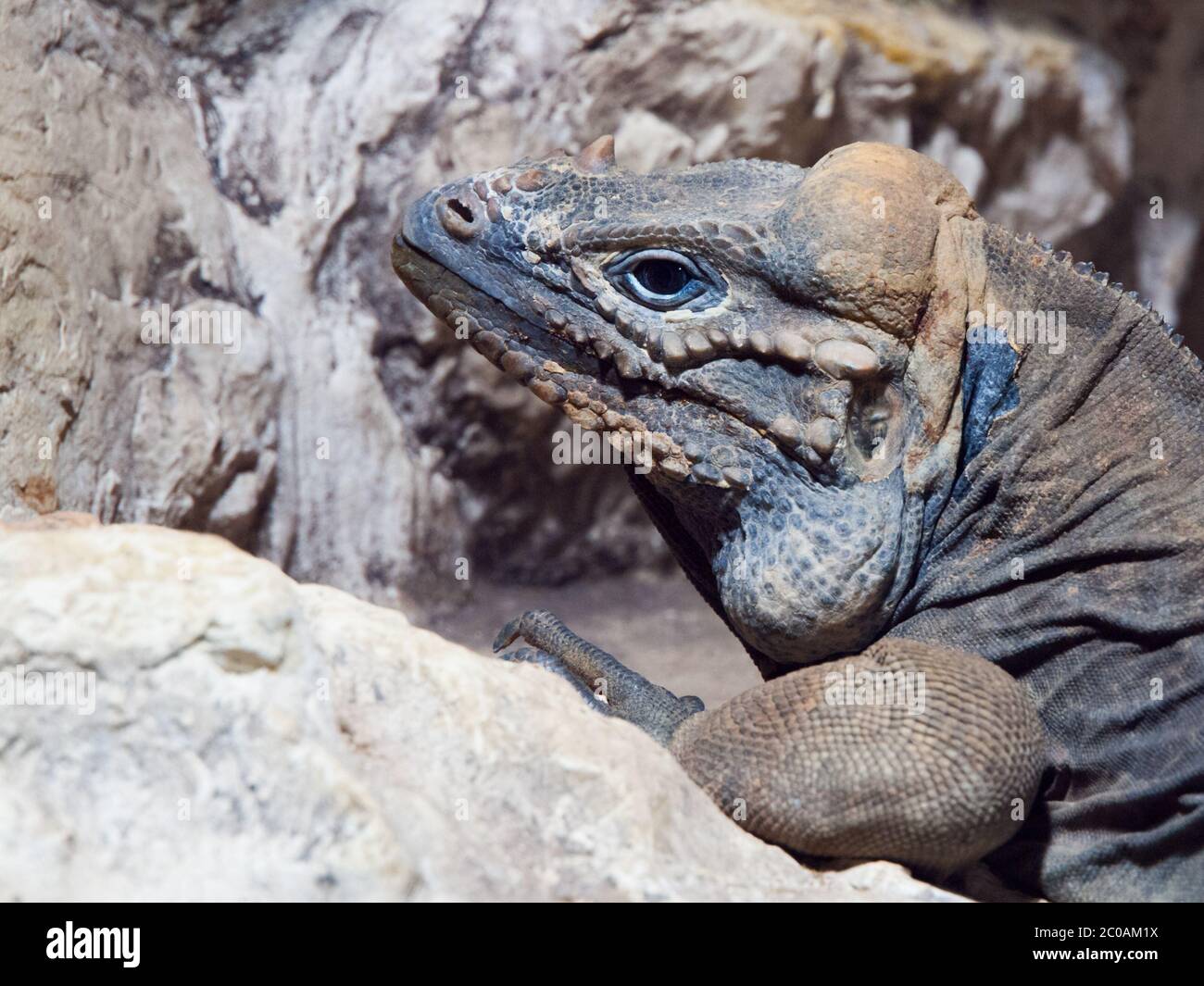 Rhinoceros iguana, aka Goliath Dragon, Cyclura cornuta, threatened species  of lizard of Caribbean, Dominican Republic, Central America. Profile view  Stock Photo - Alamy