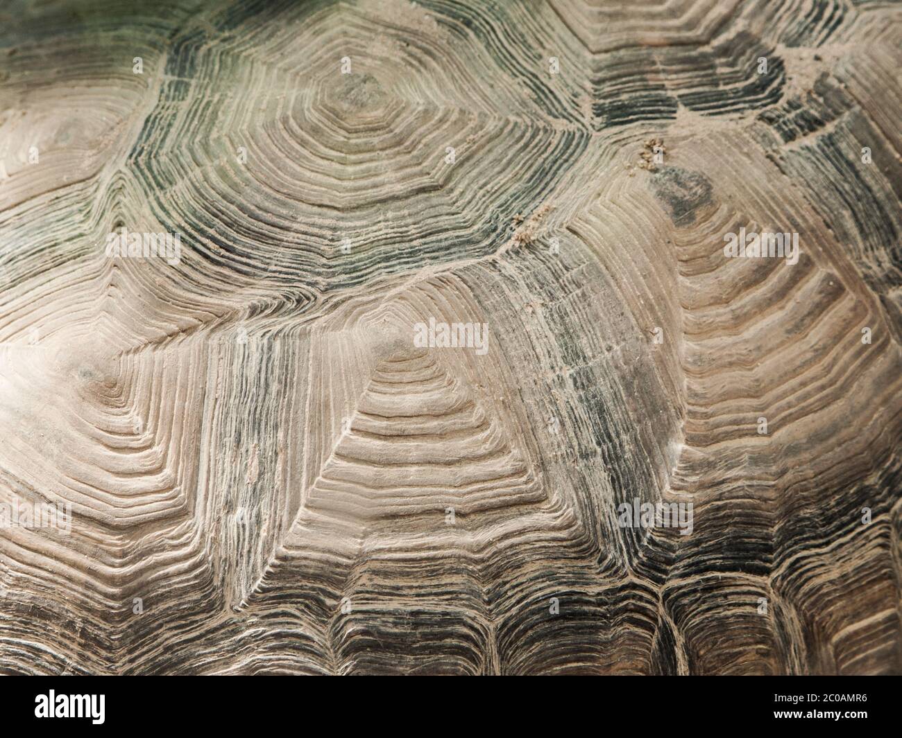 Turtle shell close-up texture. Abystract natural shapes. Stock Photo