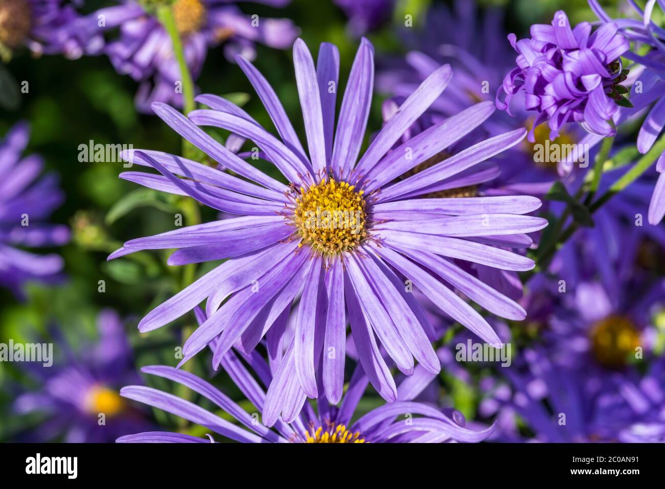 Aster x frikartii 'Monch' a lavender blue herbaceous perennial summer autumn flower plant commonly known as michaelmas daisy stock photo, Stock Photo