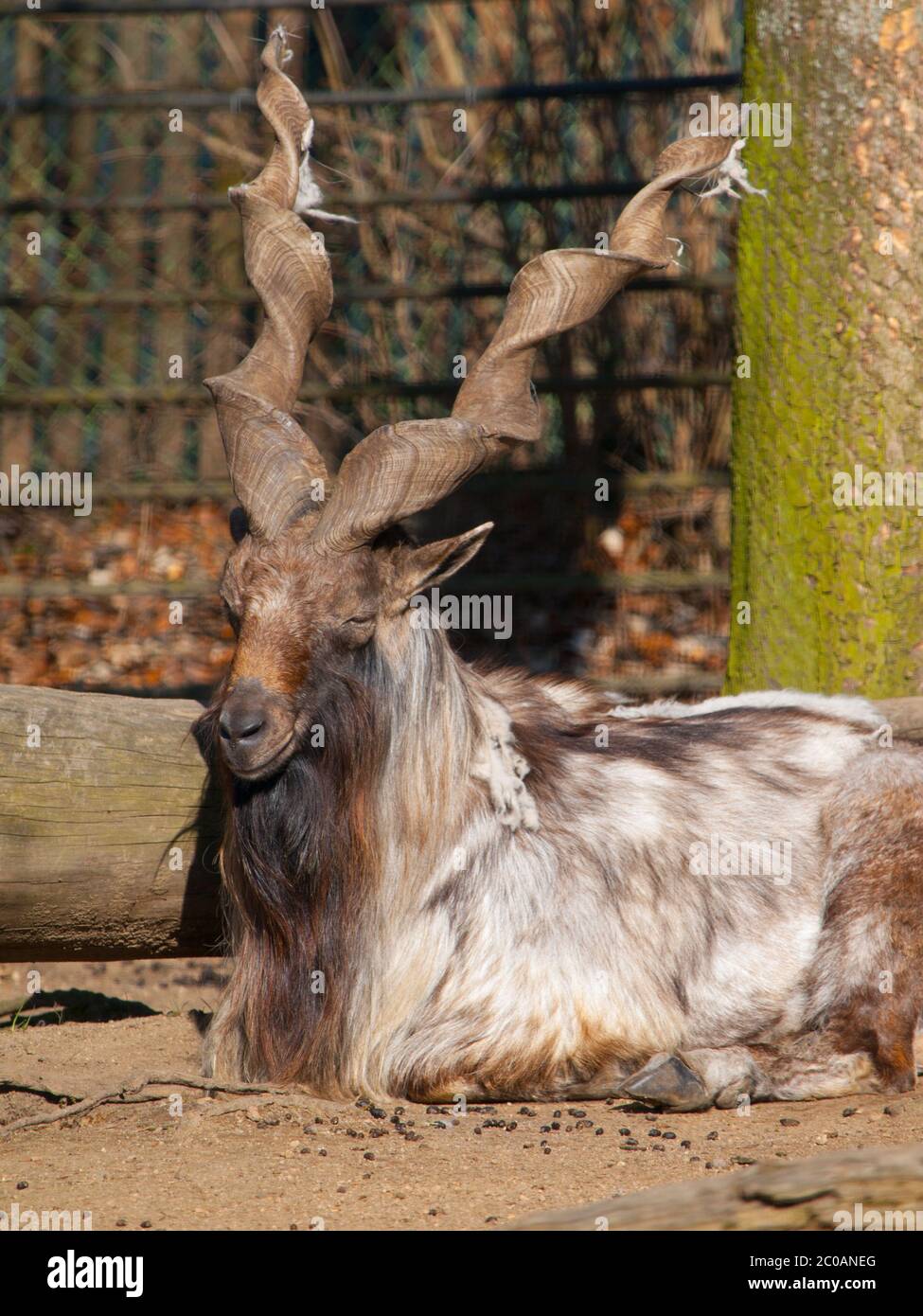 Bukharan Markhor