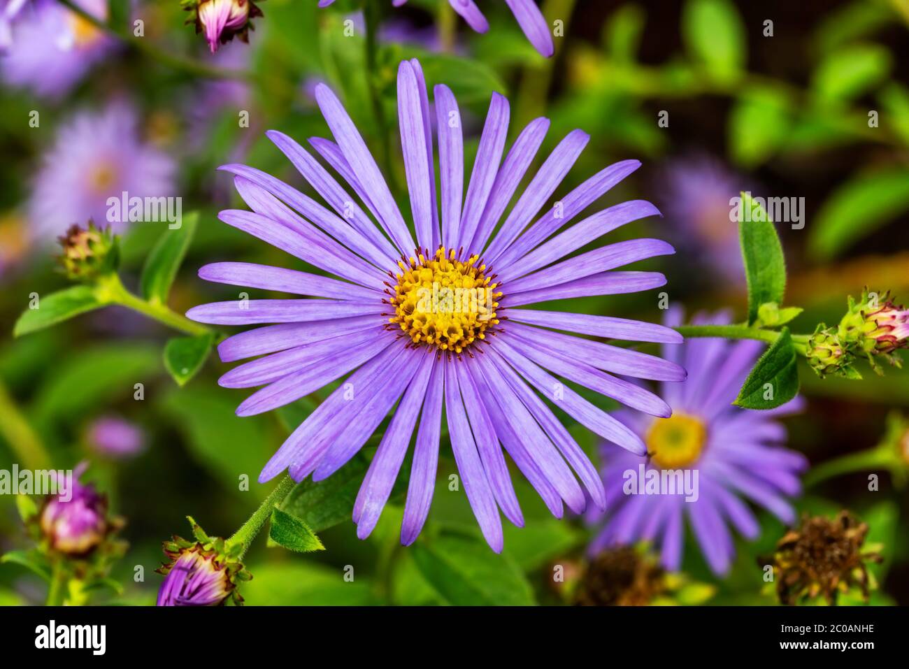 Aster x frikartii 'Monch' a lavender blue herbaceous perennial summer autumn flower plant commonly known as michaelmas daisy stock photo Stock Photo