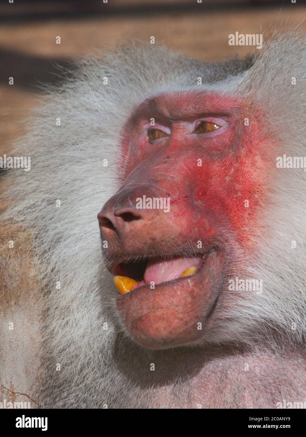 Red face of hamadryas baboon, Papio hamadryas, detailed view Stock Photo