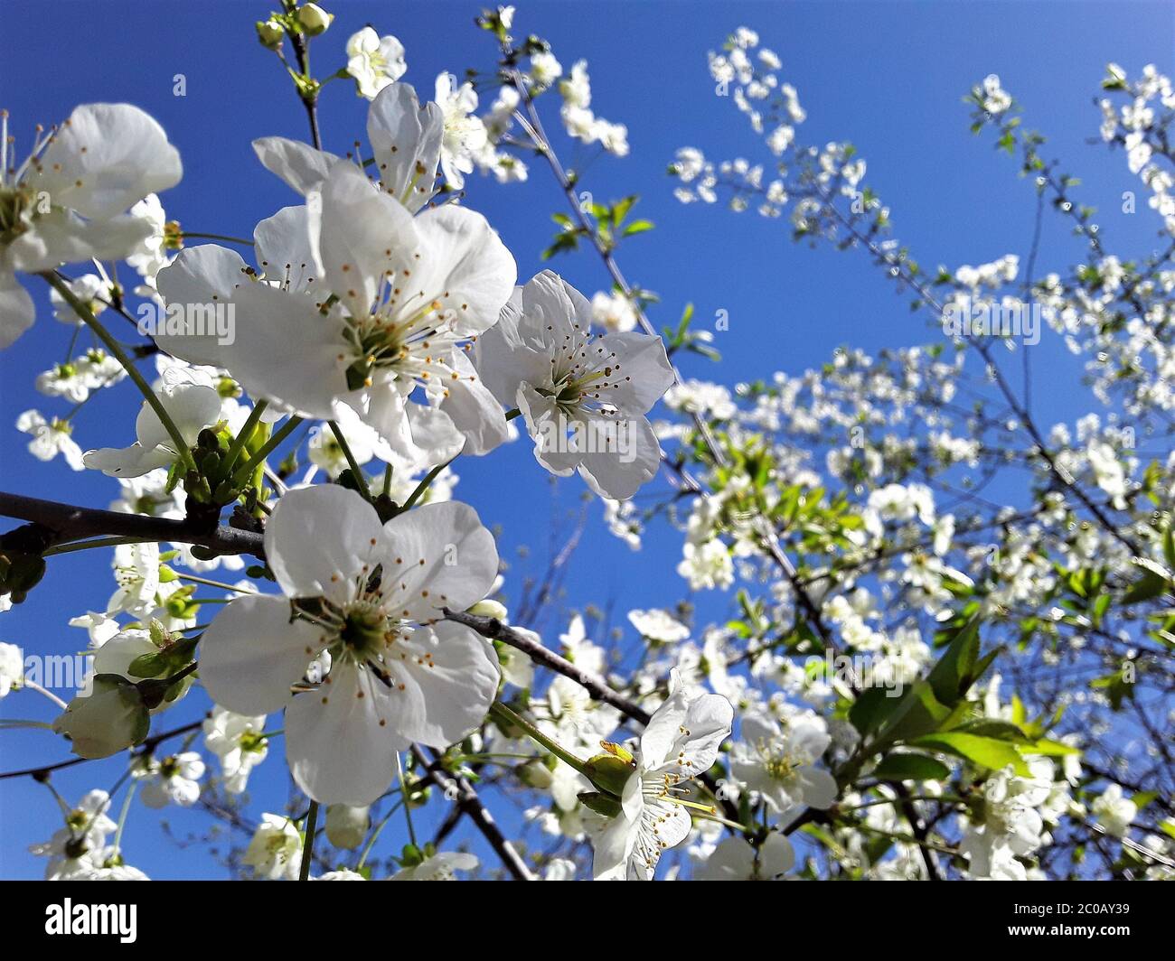 Blooming cherry tree branches and blue sky Stock Photo - Alamy