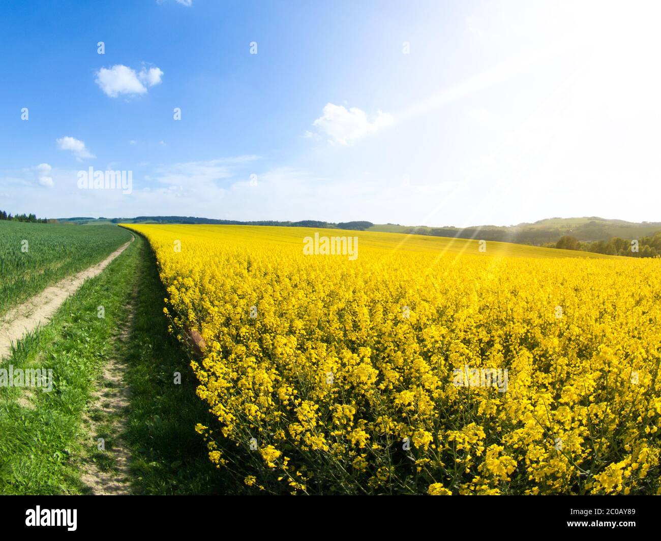 field-of-rapeseed-aka-canola-or-colza-rural-landscape-with-country