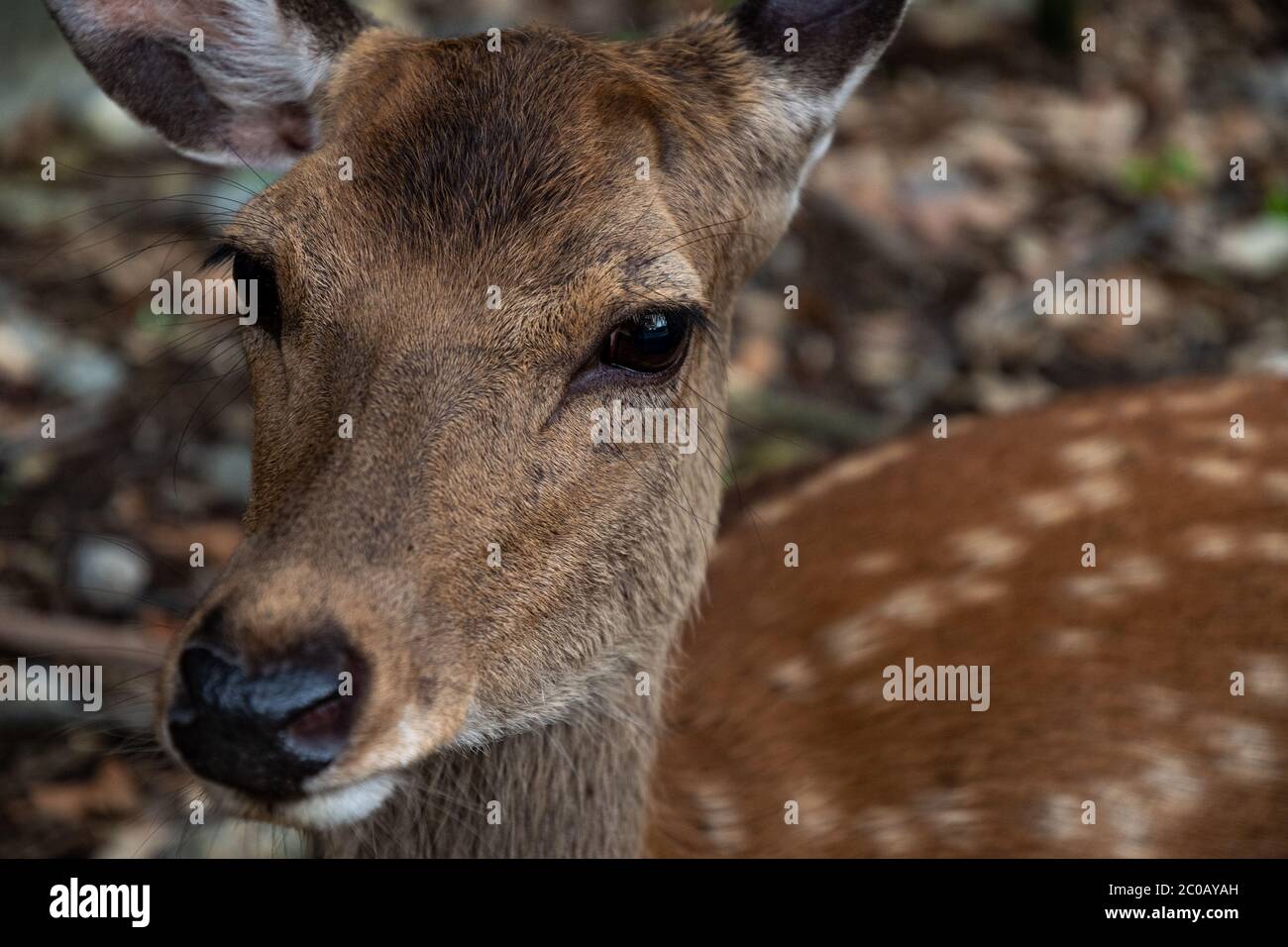 Cute sika deers crossing a street around Temples area in Nara Park - Nara Prefecture, Japan. Stock Photo