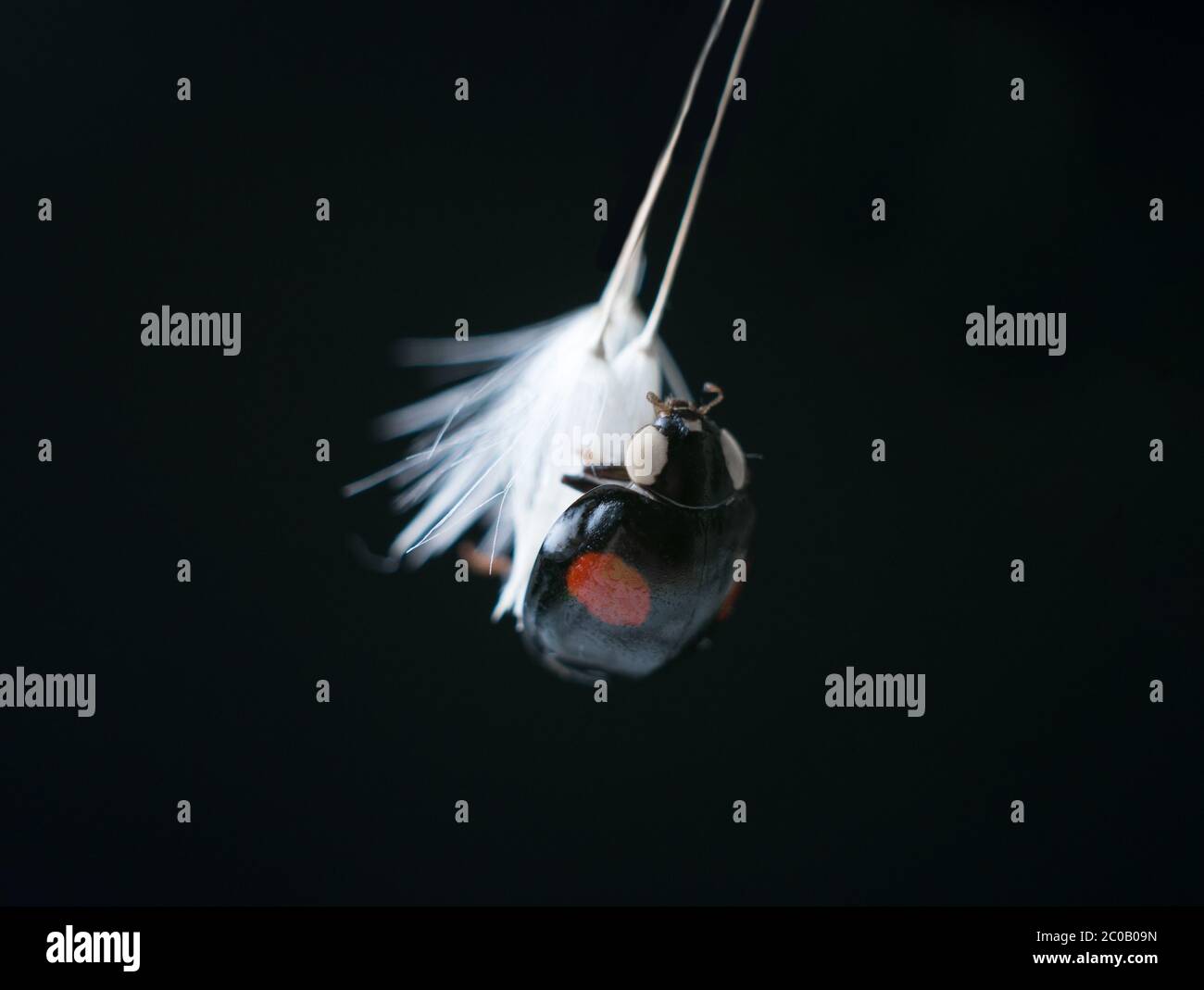 Harlequin ladybird, Harmonia axyridis, or Asian ladybird close-up on a white fluffy dandelion against black background. Stock Photo