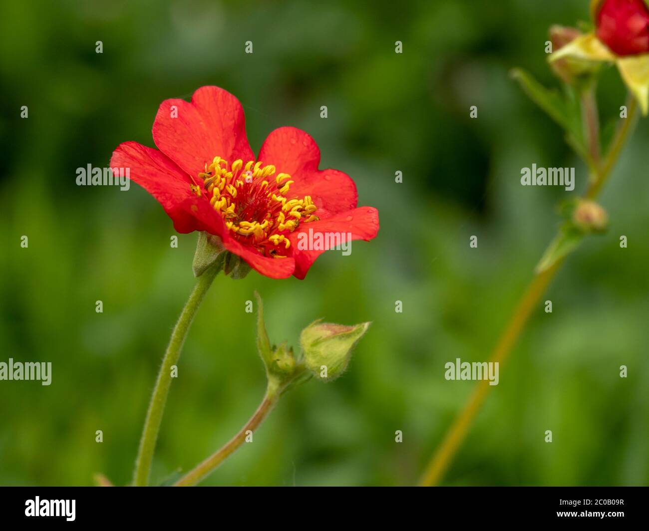 Closeup of a pretty orange flower and bud of Geum chiloense Feuerball in a garden Stock Photo