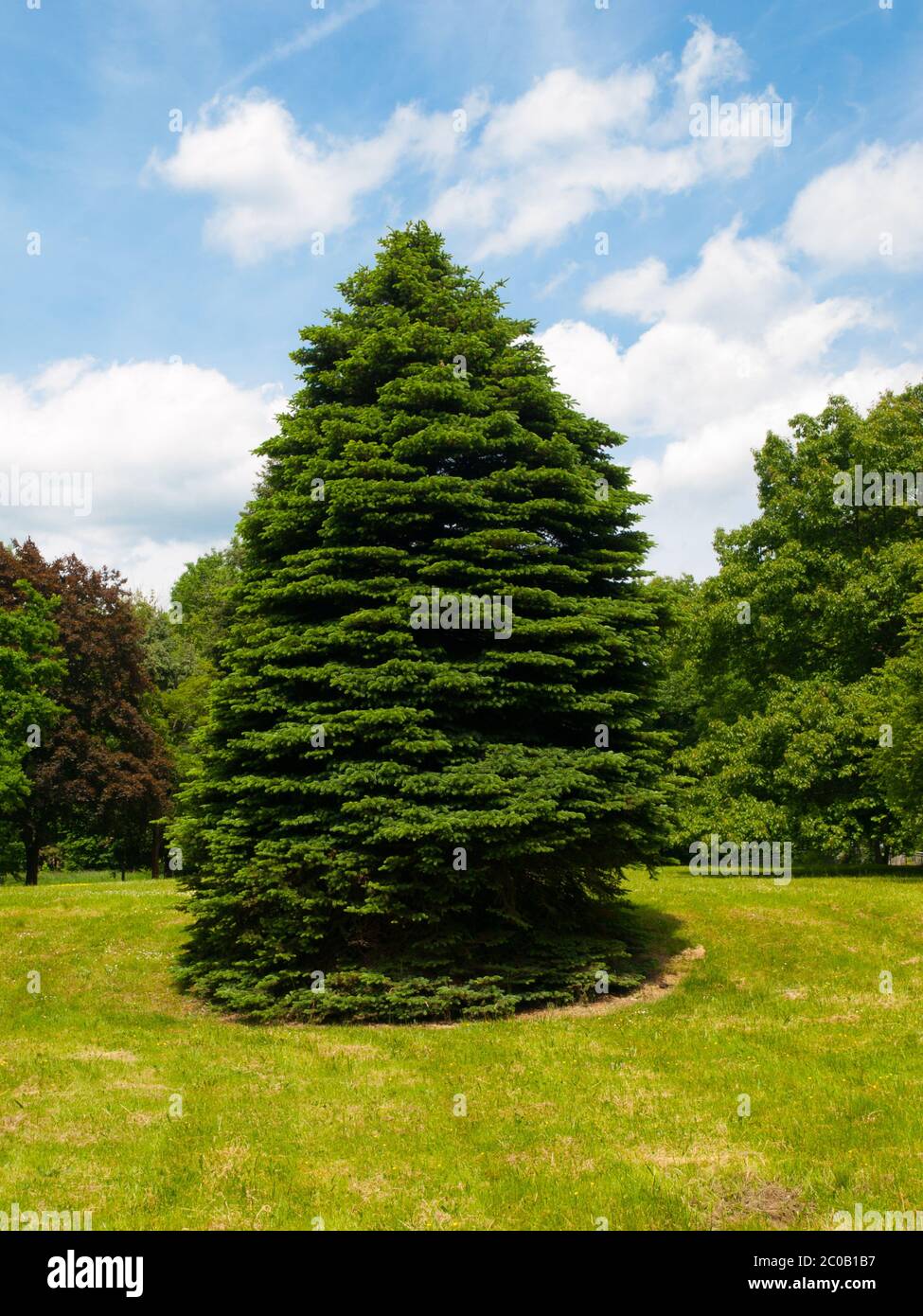 Coniferous tree in the middle of small meadow in a park. Summertime image with blue sky and white clouds. Stock Photo