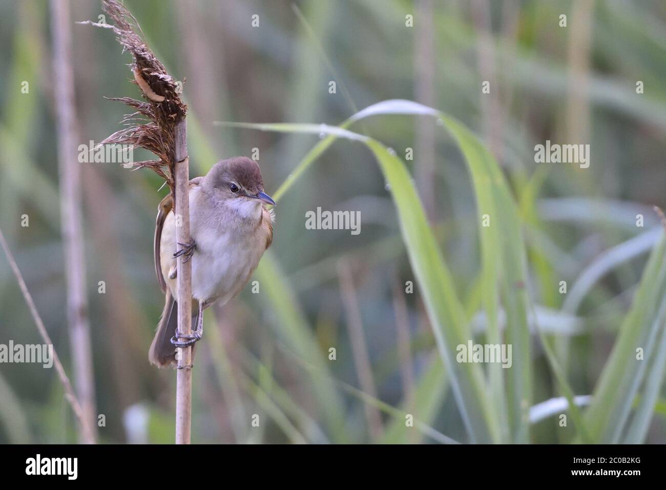 Great Reed Warbler Stock Photo