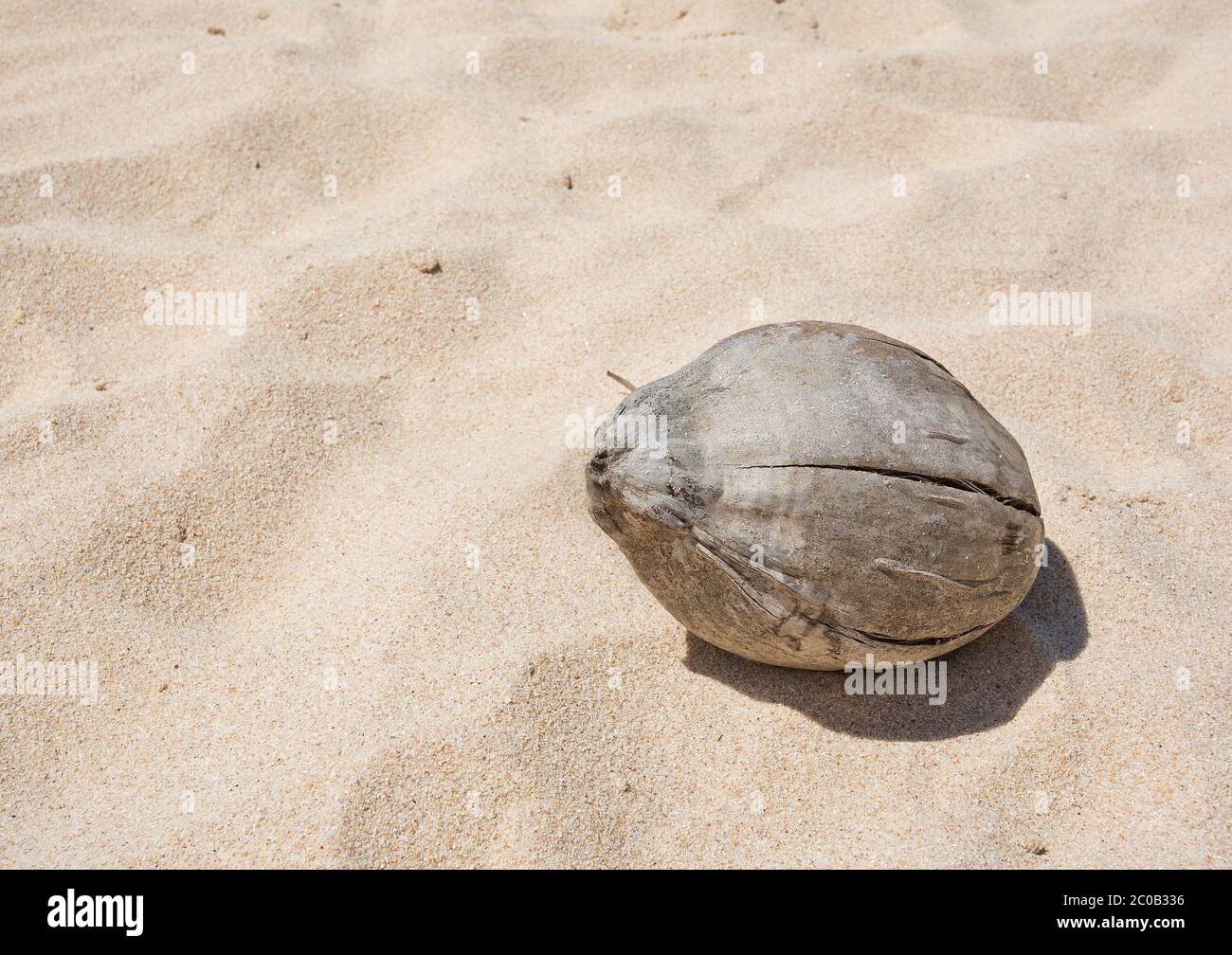 Dry coconut on a sandy beach Stock Photo