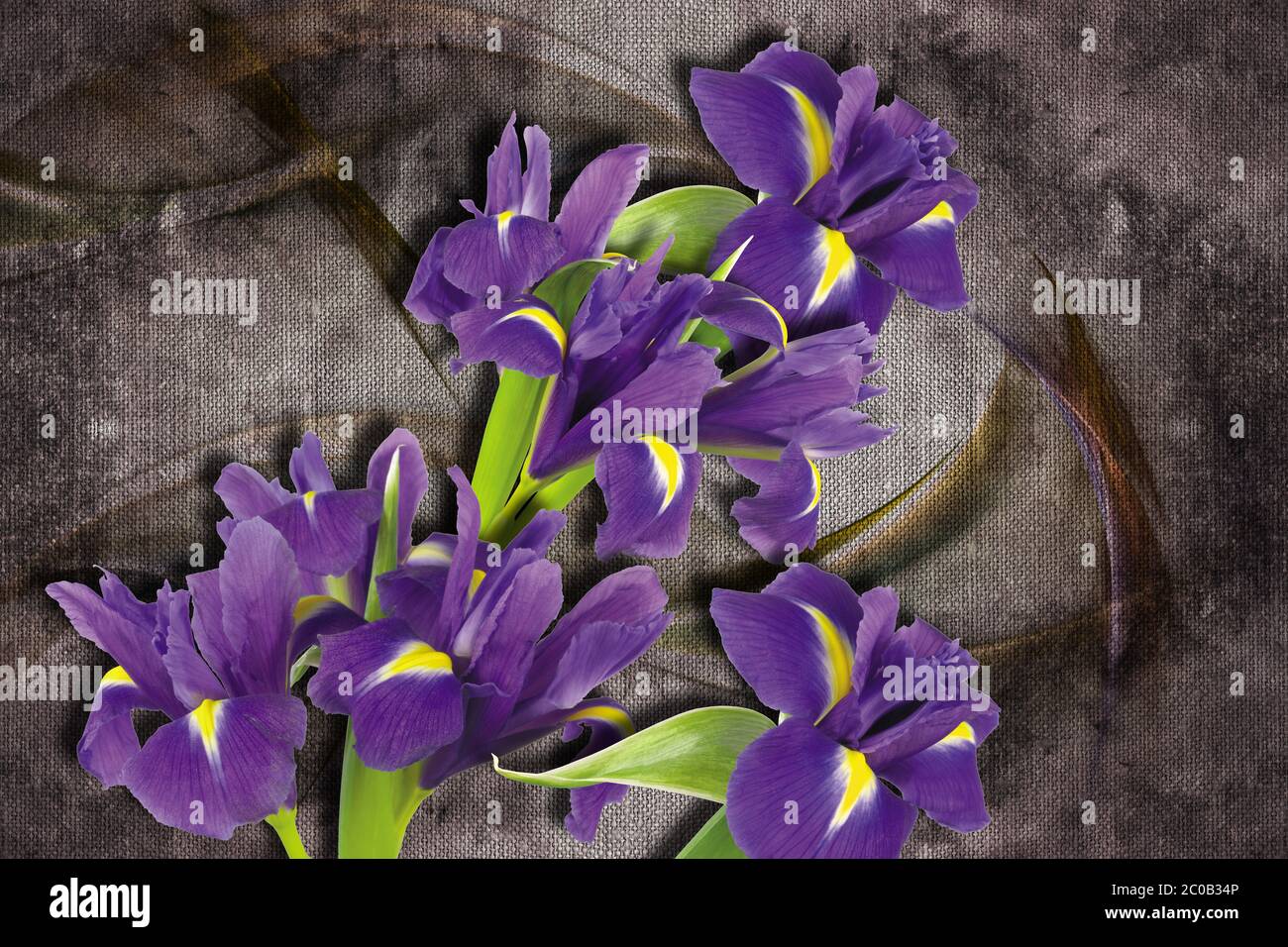 3d wallpaper, Iris sanguinea on abstract canvas textures. Grey background. Murals effect. Stock Photo