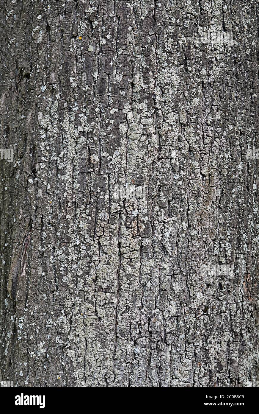 Tree bark close up Stock Photo Alamy
