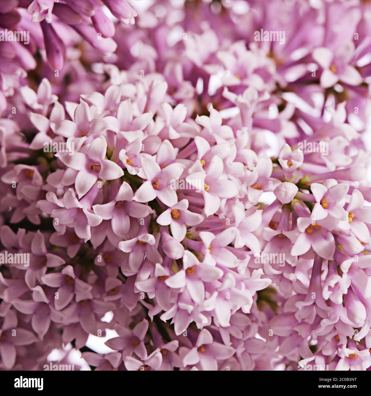 The flower pink lilac a background Stock Photo