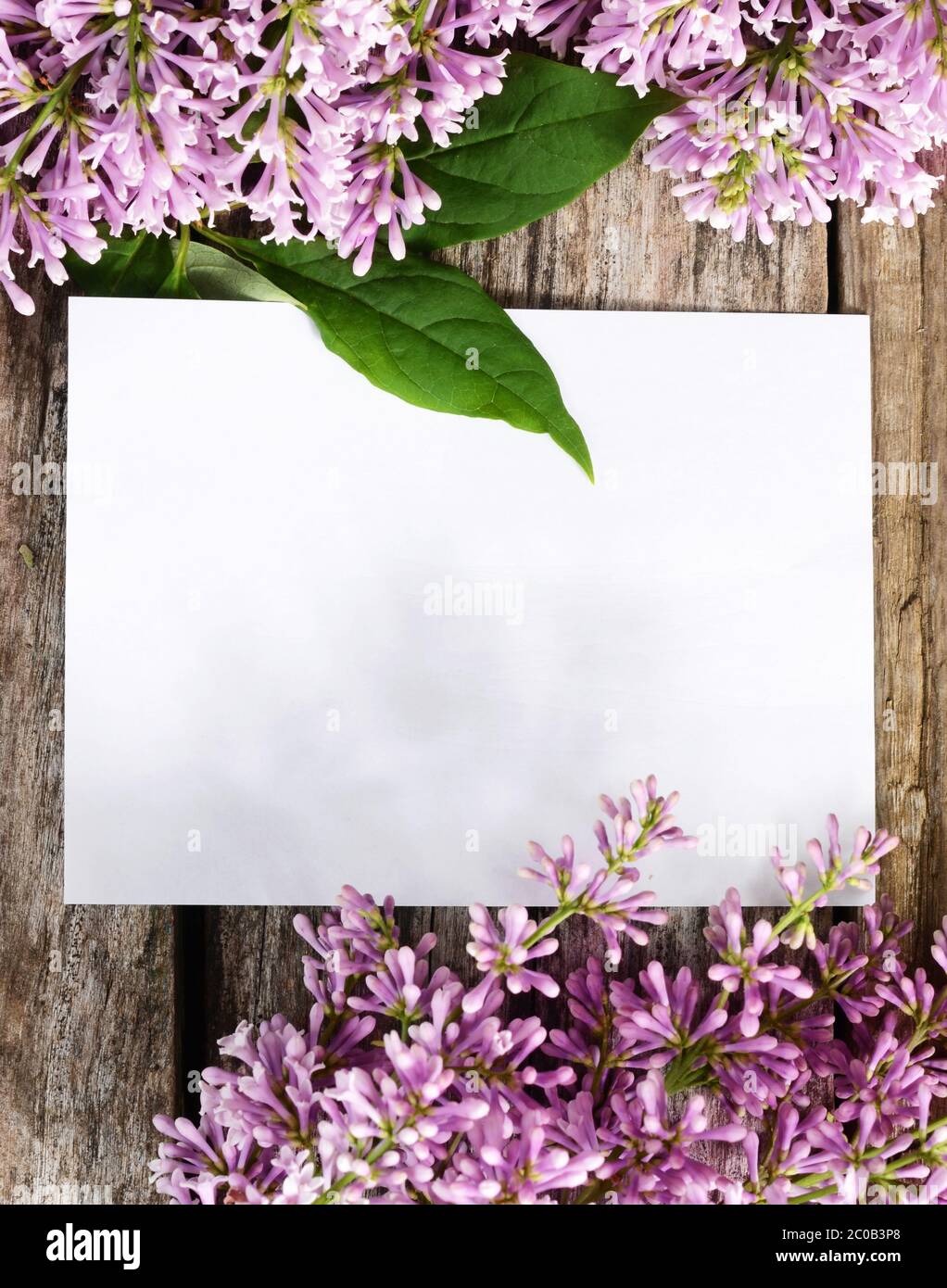 The flower lilac a wooden background Stock Photo