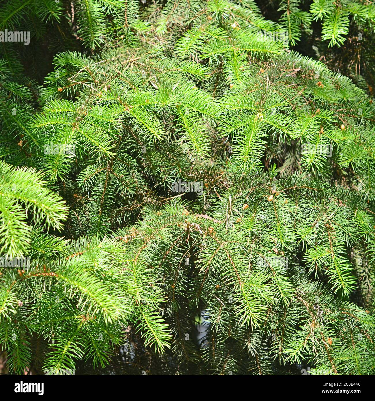 Green branches of fir-tree close up Stock Photo