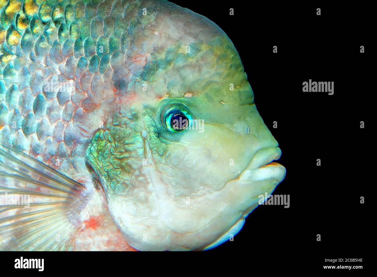 Portrait of cichlid fish Stock Photo