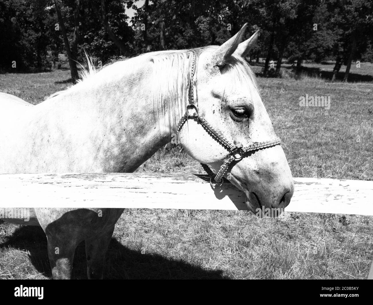 Portrait of white Lipizzaner stallion, Lipica, Slovenia, black and white image Stock Photo