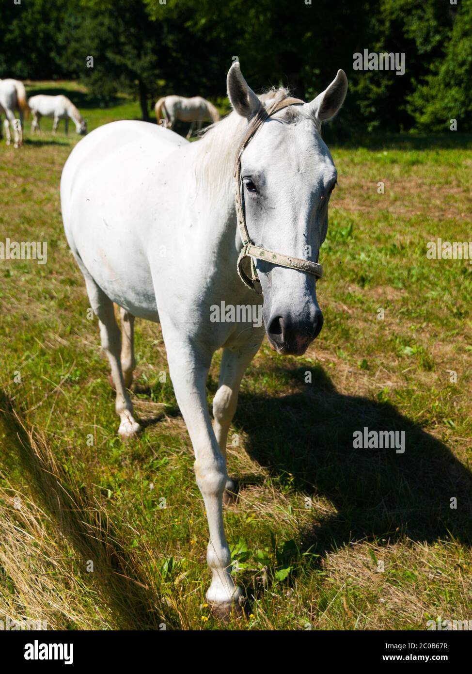 Portrait of white Lipizzaner stallion, Lipica, Slovenia Stock Photo