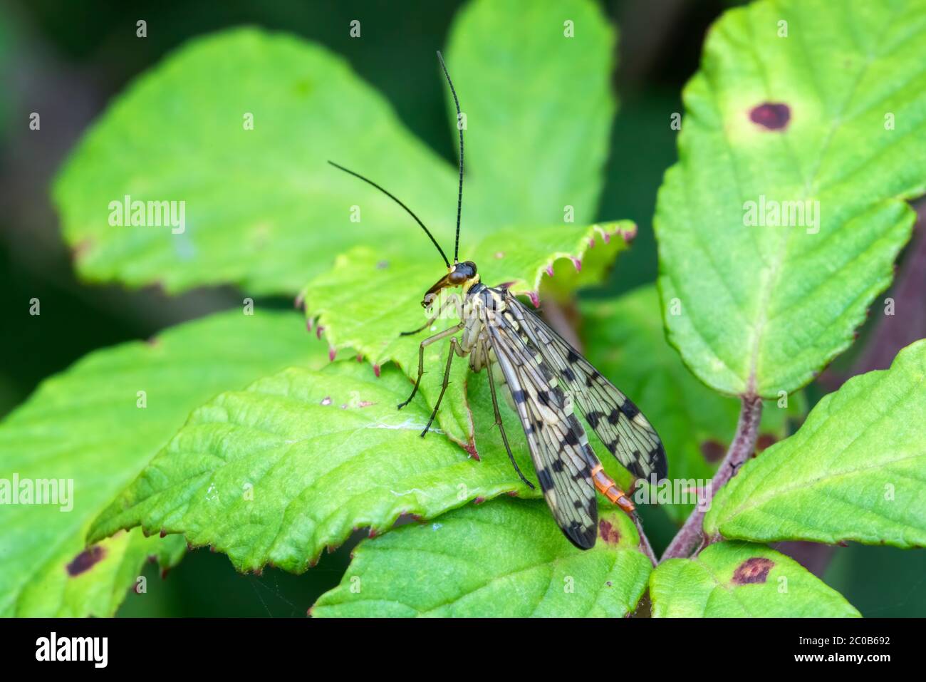 Common Scorpion Fly (Panorpa communis) an abundant harmless insect species found in the UK and Europe stock photo Stock Photo