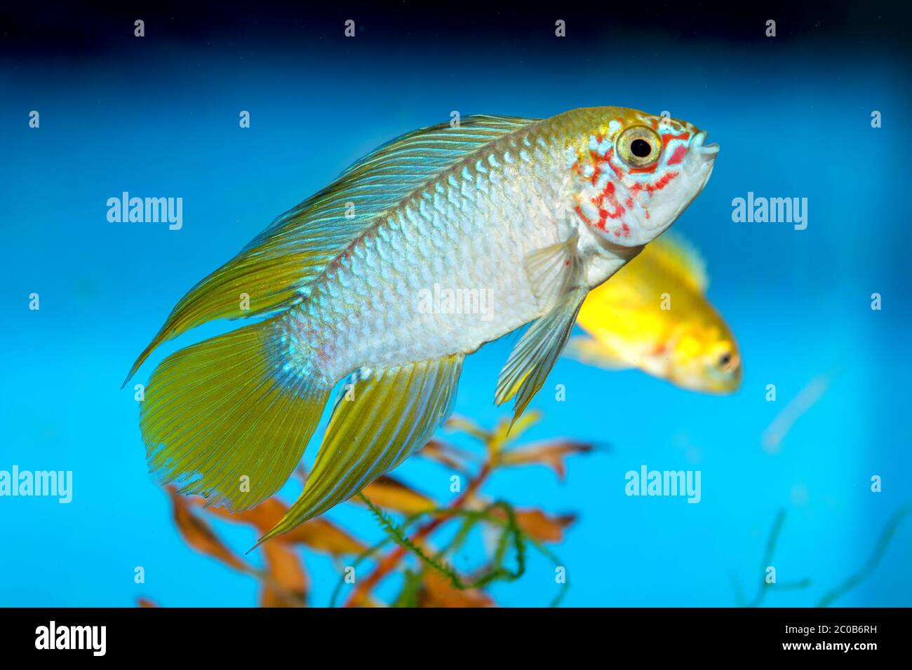 Apistogramma fish Stock Photo