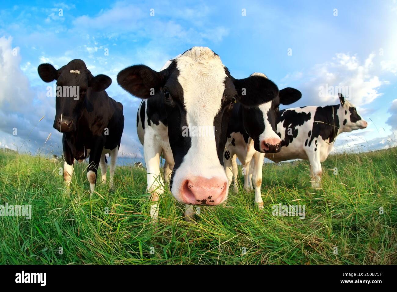 funny cow head over blue sky Stock Photo