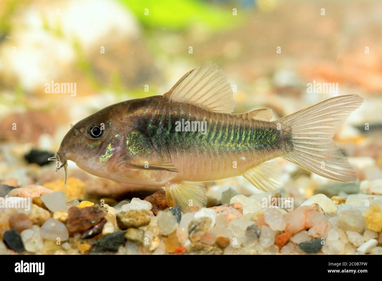 Corydoras fish Stock Photo
