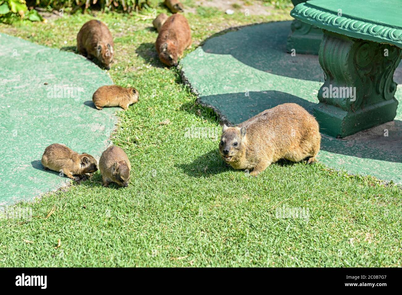 Rock Hyrax Mammals used to be a common sight on Table Mountain back in the day, but man’s encroachment reduced them in numbers and species. Stock Photo