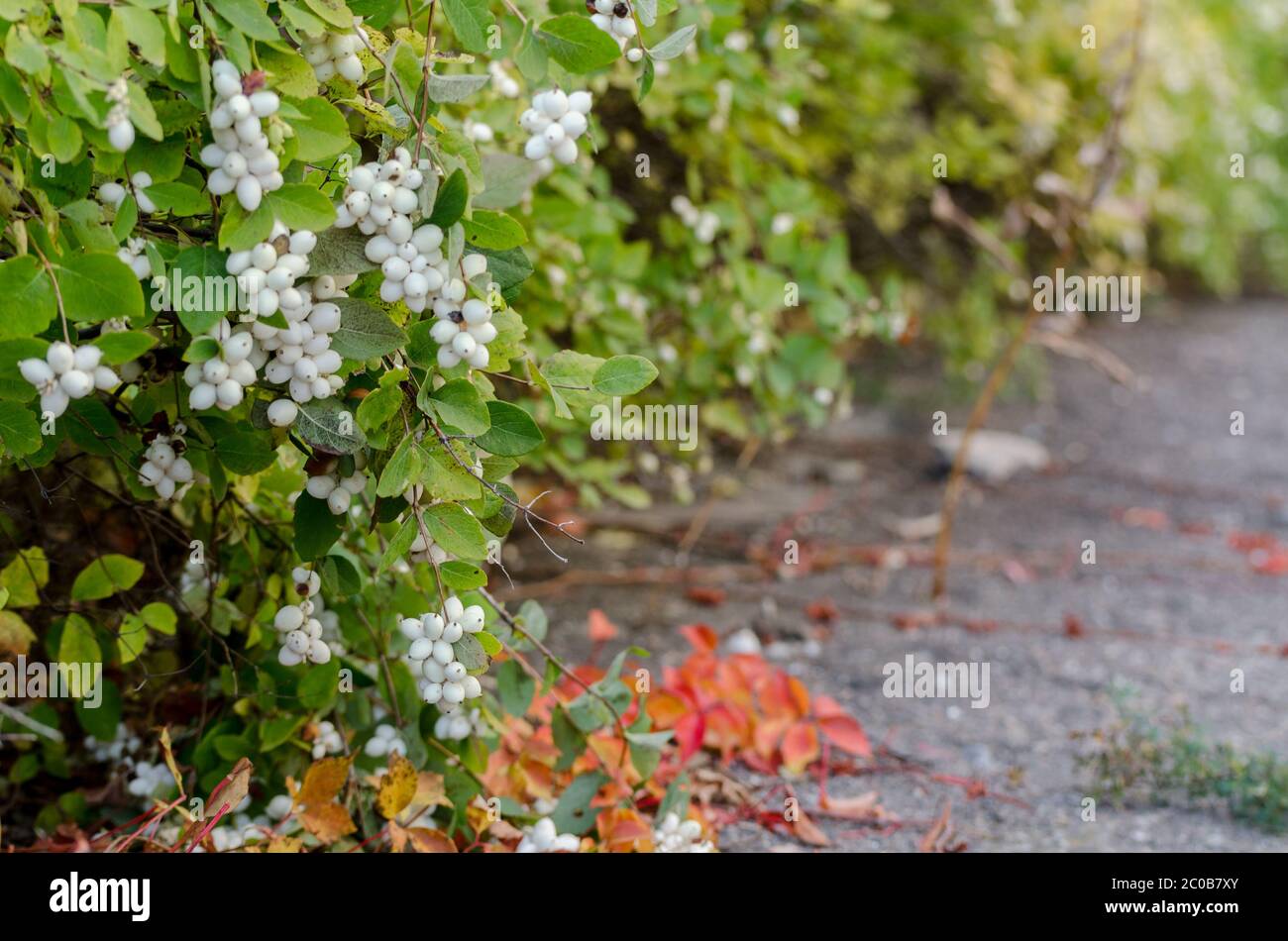 Autumnal background with Common Snowberry, colorful bush with white berries. Stock Photo