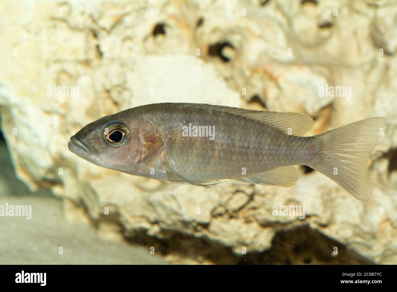 Female of cichlid fish Stock Photo