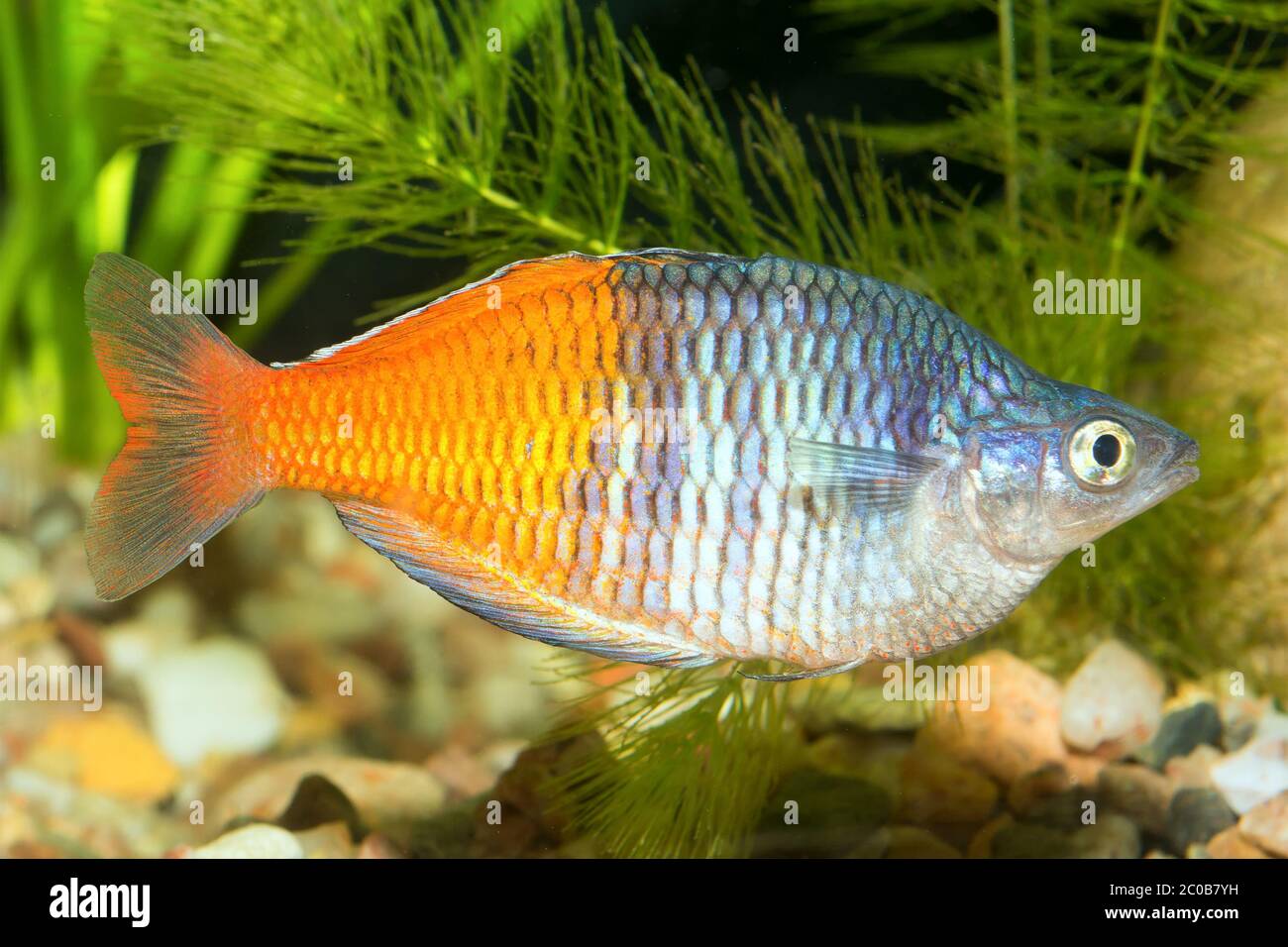 Rainbow fish Stock Photo