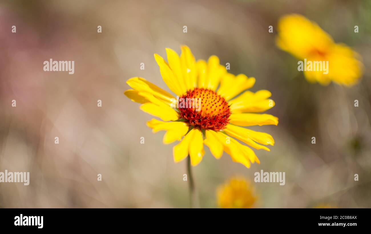 Soft Focus Flower Background (Arrowleaf Balsamroot flowers) Stock Photo