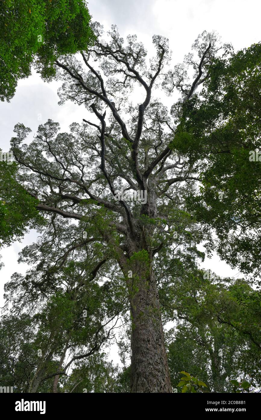 The Big Tree is one of the most important attractions on the Garden Route, South Africa Stock Photo