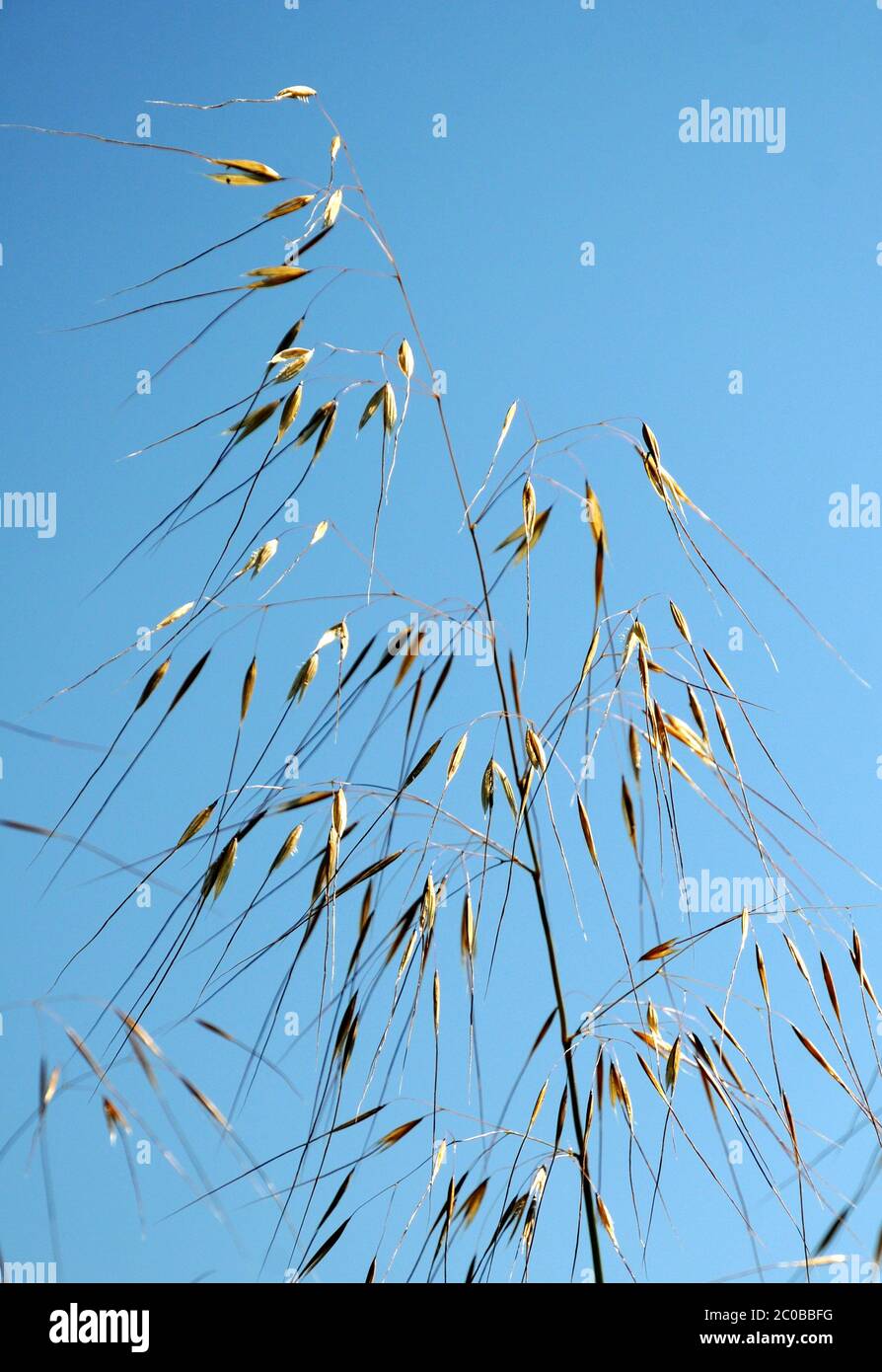 Giant feathergrass Stock Photo