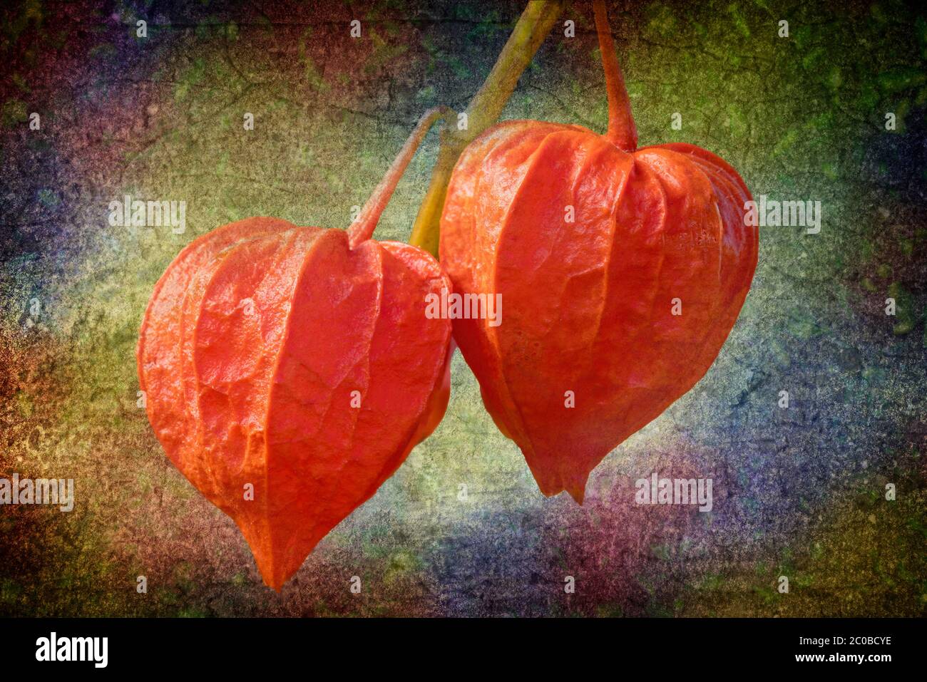 Chinese Lanterns (Physalis alkekengi 'Zwerg') an orange flower plant
