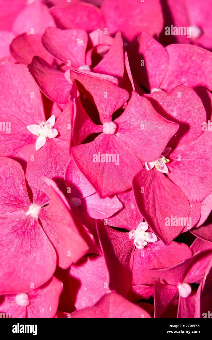 Pink blossoms Stock Photo