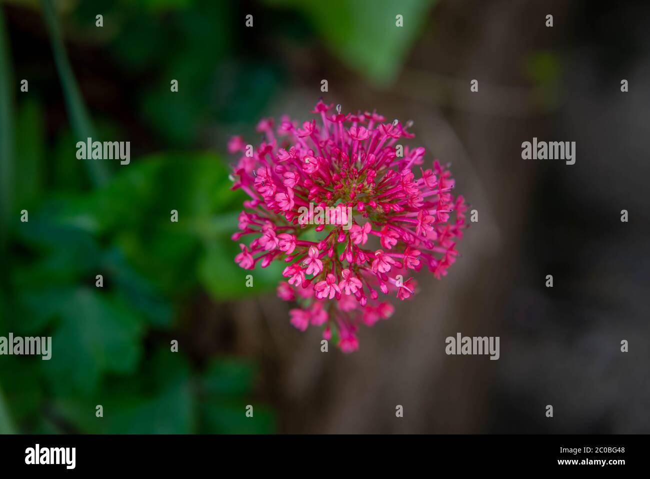 flowers that stylize the symbol of the covit Stock Photo