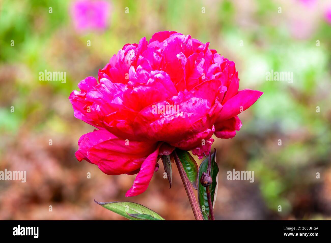 Peony lactiflora 'Agida' a red pink herbaceous perennial spring summer flower plant Stock Photo