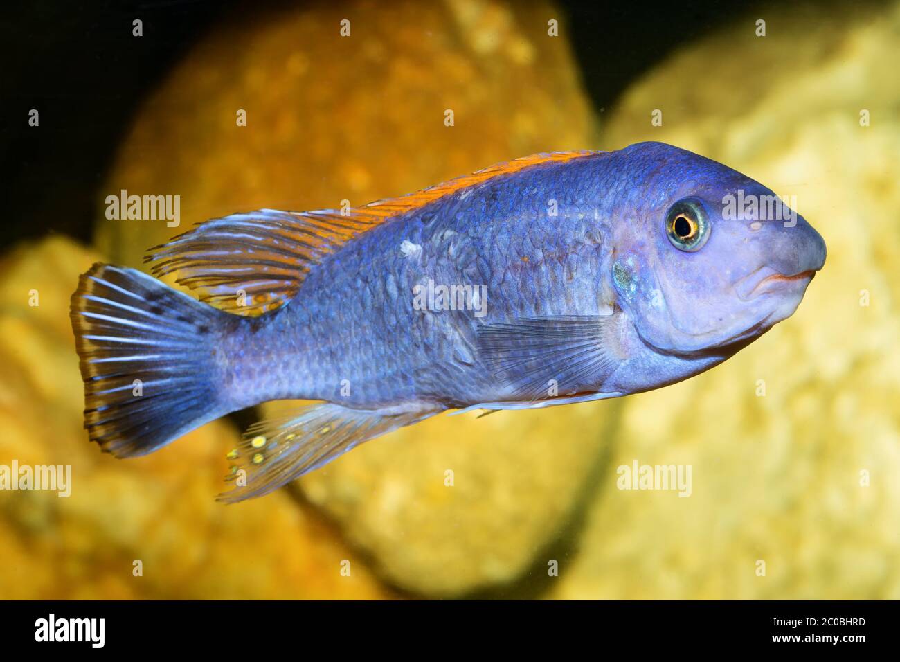 Cichlid fish Stock Photo