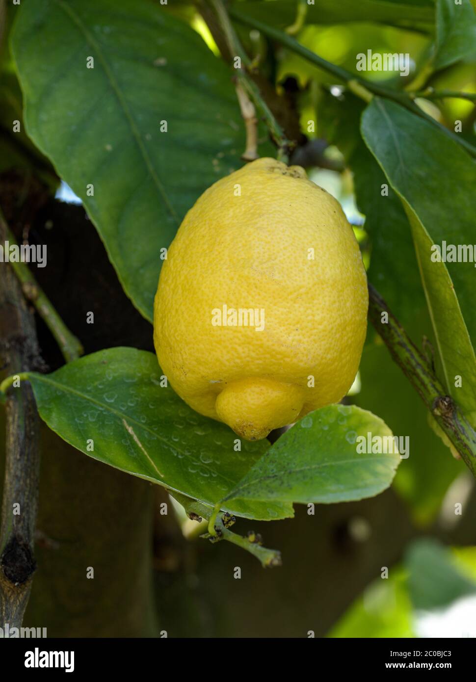 Closeup of lemon hanging on tree. Rutaceae Citrus, Citrus lemon Stock Photo