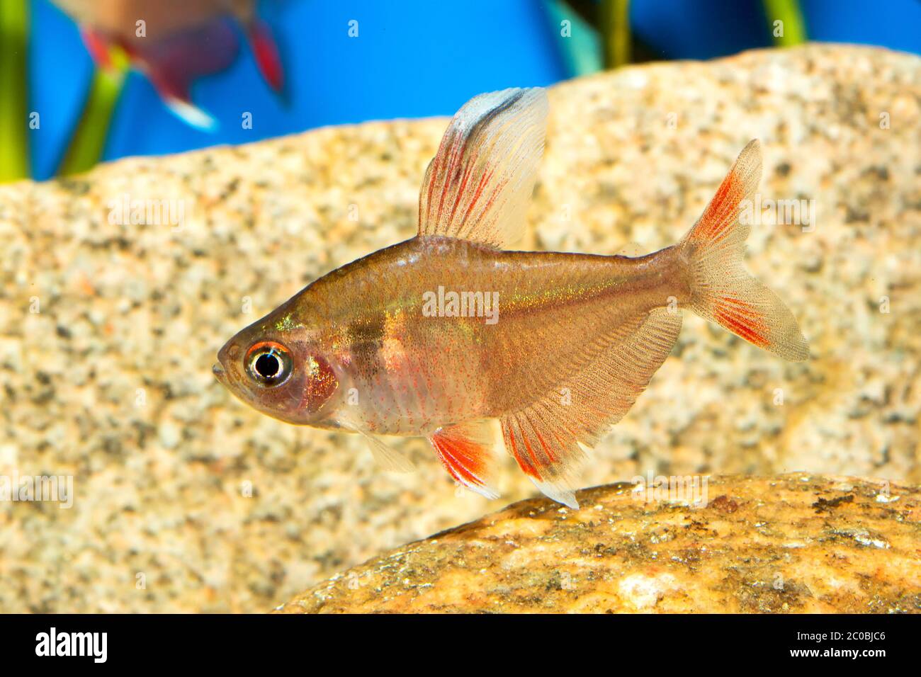 Tetra fish Stock Photo