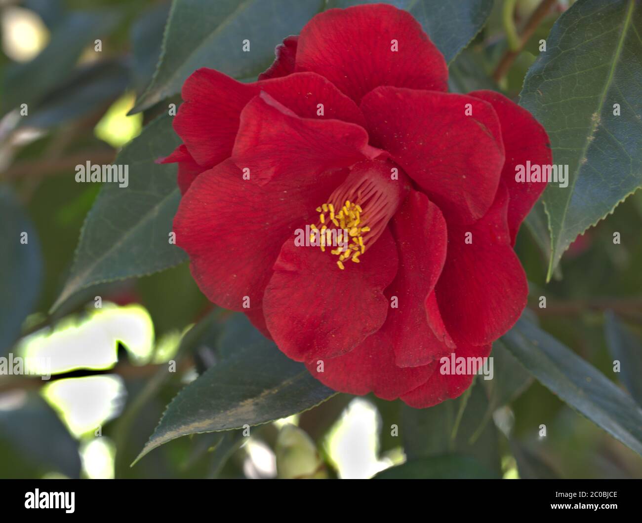 Close up of red camellia. Theaceae camellia sessanqua, Betty Patricia. Stock Photo