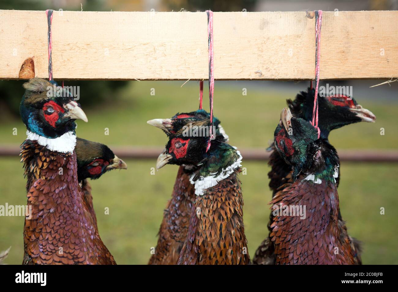 The heads of a dead colored pheasants. Stock Photo