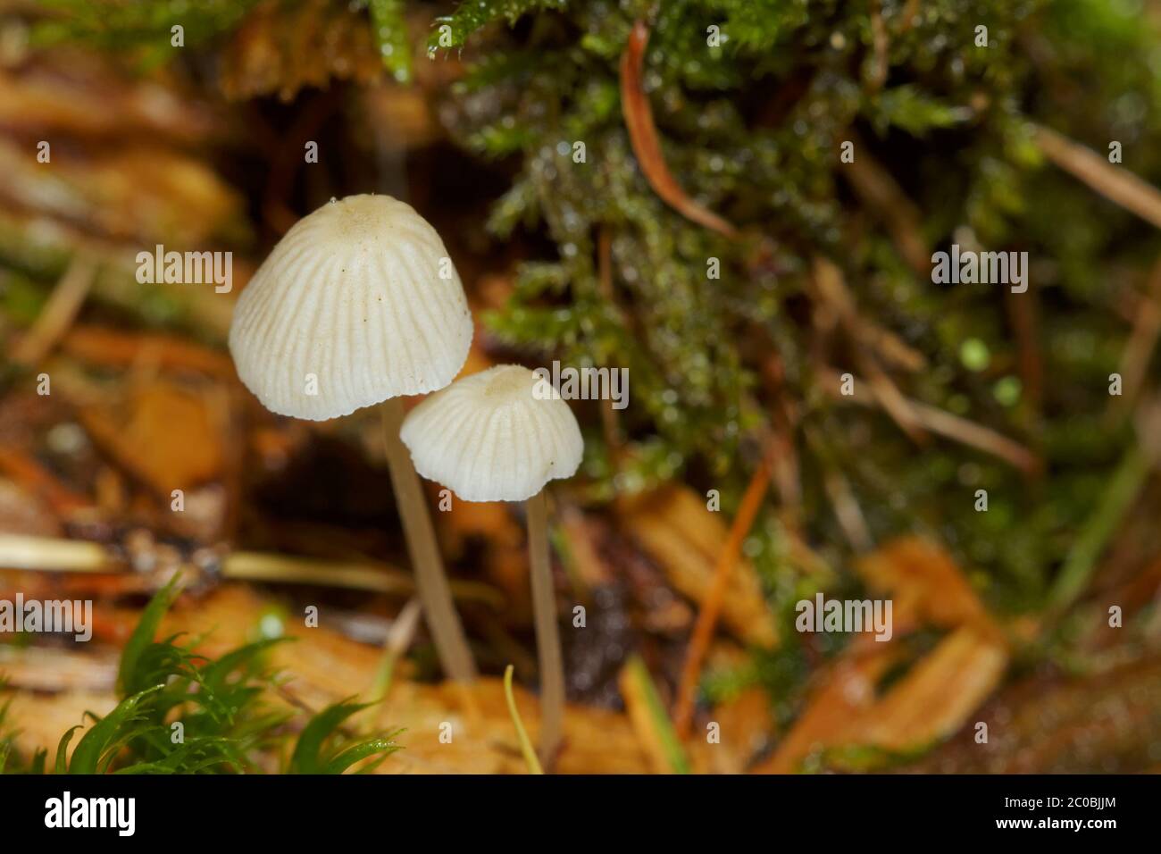 Two fungi Stock Photo