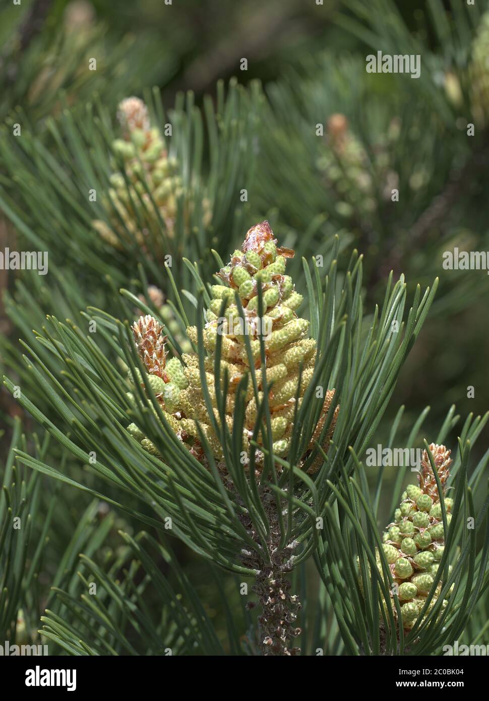Close up of Hinoki false cypress. Cupressaceae Chamaecyparis obtusa. Stock Photo