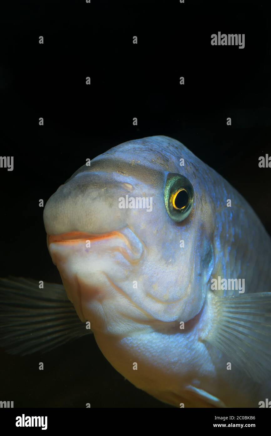 Labeotropheus fish Stock Photo