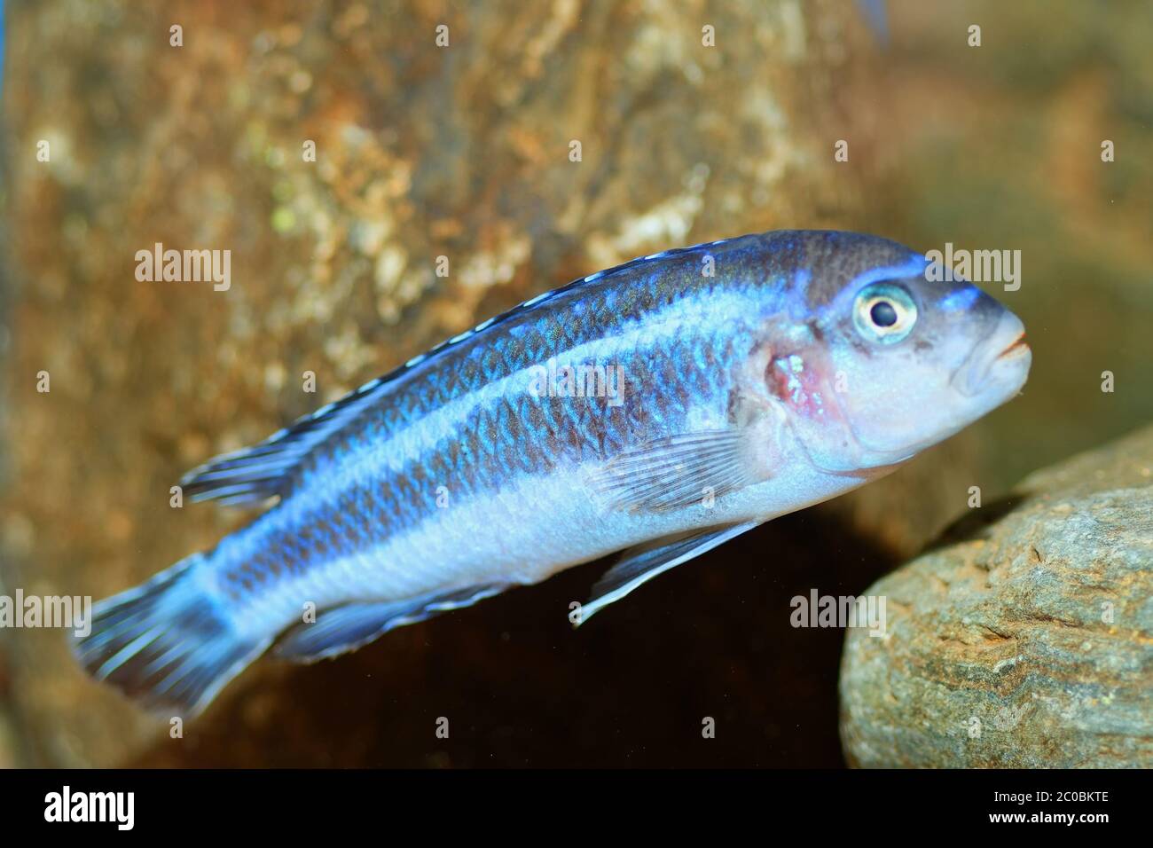 Melanochromis fish Stock Photo